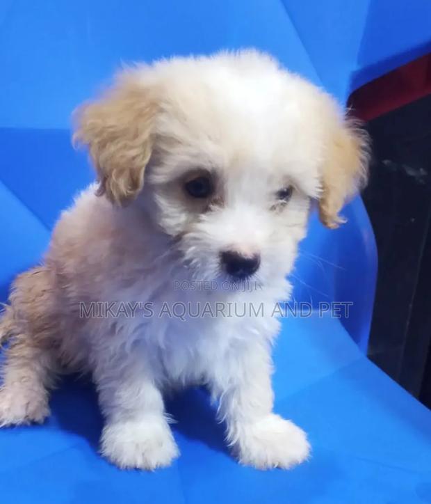 1-3 months Male Purebred Poodle · Photo 2