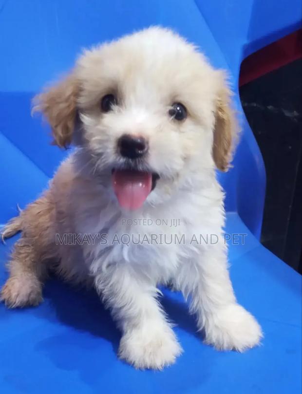 1-3 months Male Purebred Poodle · Photo 3
