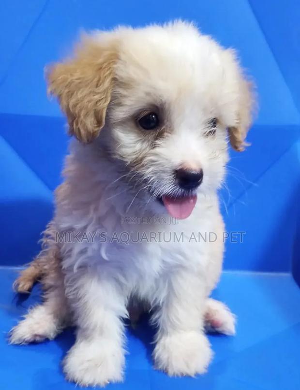 1-3 months Male Purebred Poodle · Photo 4