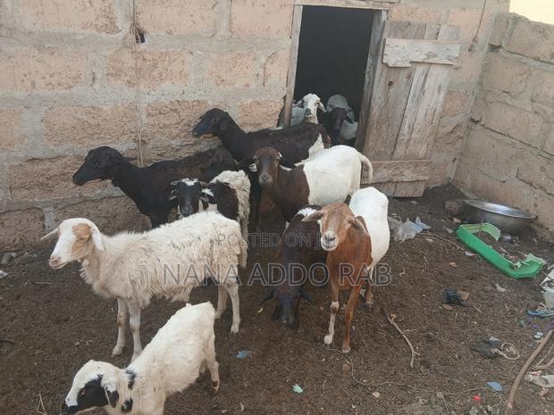 Goats and Sheep Foe Sell for Event Very Cool Price · Photo 1