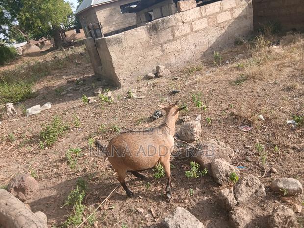Goats and Sheep Foe Sell for Event Very Cool Price · Photo 2