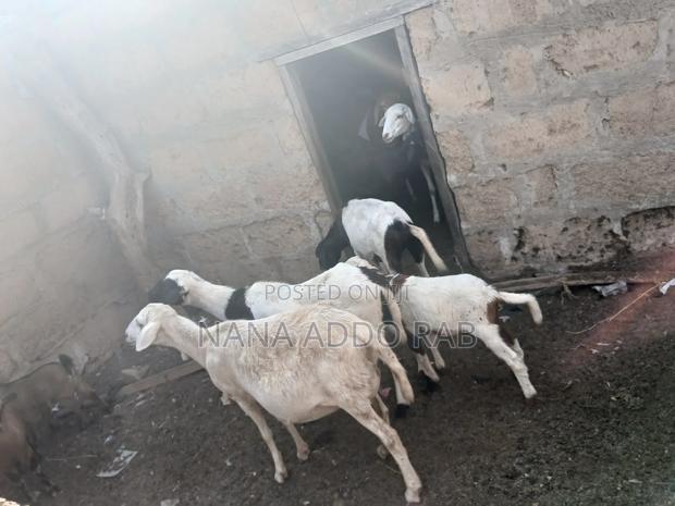 Goats and Sheep Foe Sell for Event Very Cool Price · Photo 3