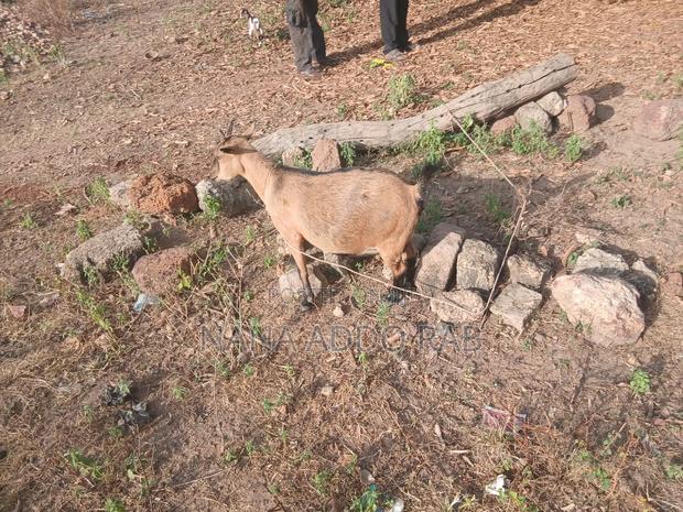 Goats and Sheep Foe Sell for Event Very Cool Price · Photo 4