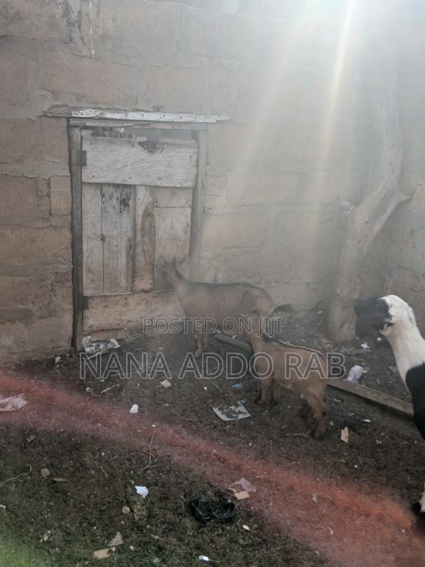 Goats and Sheep Foe Sell for Event Very Cool Price · Photo 5