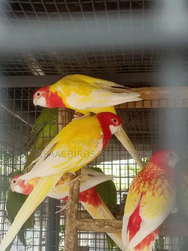 Exotic Lutino Rosella · Photo 1