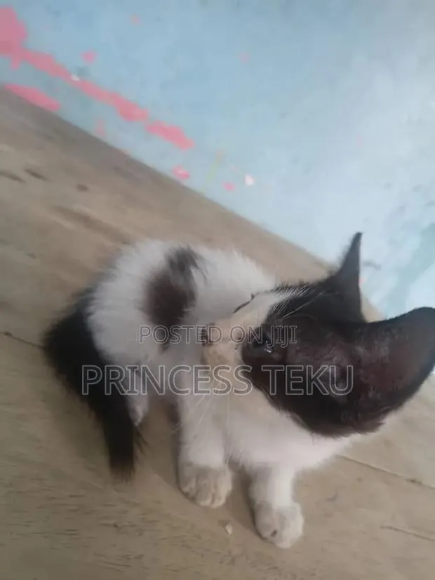 1-3 months Male Purebred Cat · Photo 2