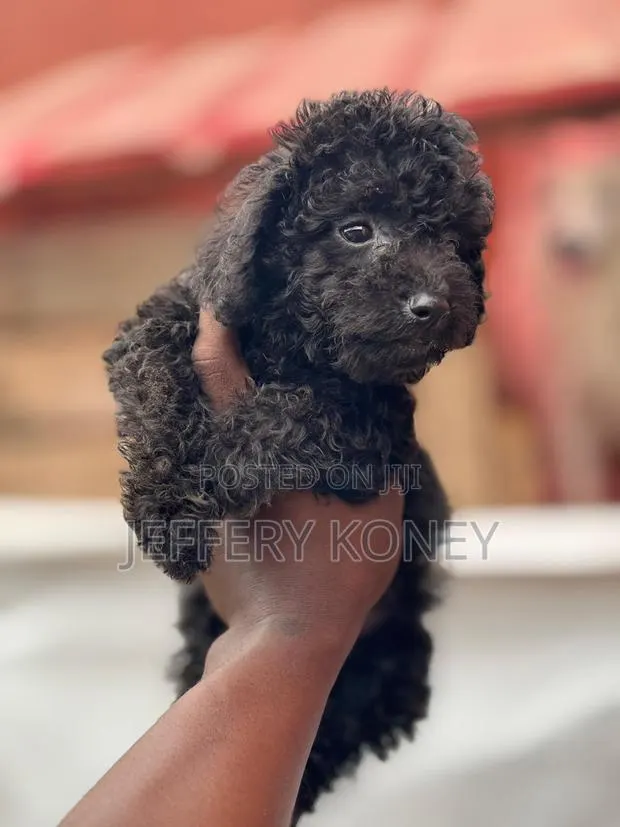 1-3 months Male Purebred Poodle · Photo 1