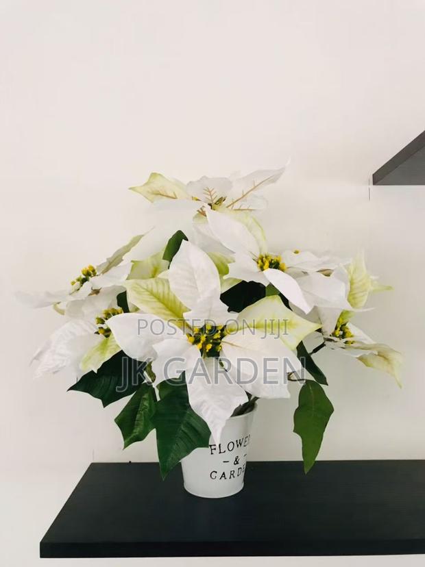 Christmas Flower · Photo 3