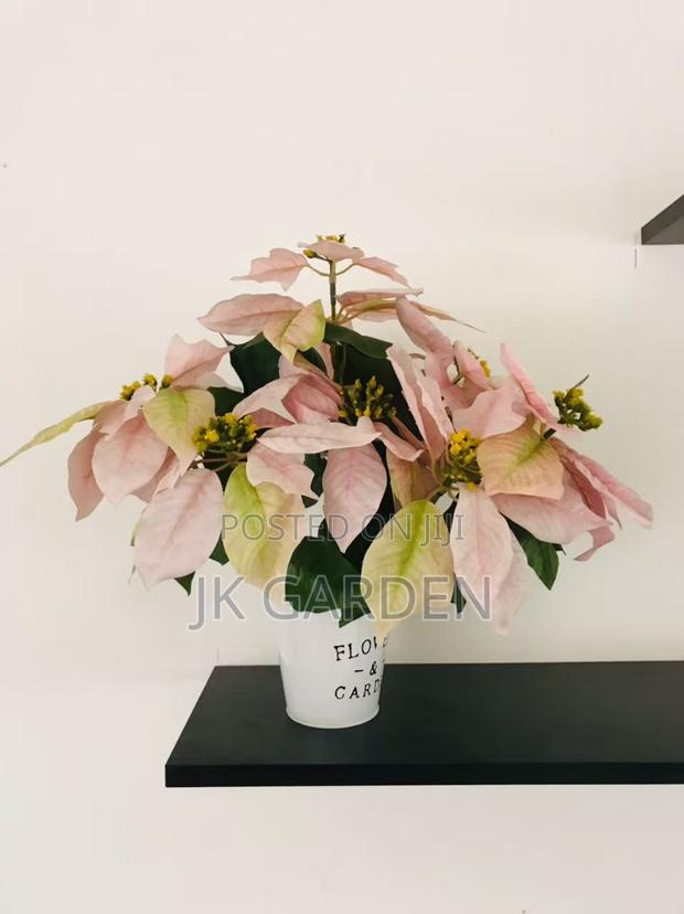 Christmas Flower · Photo 5