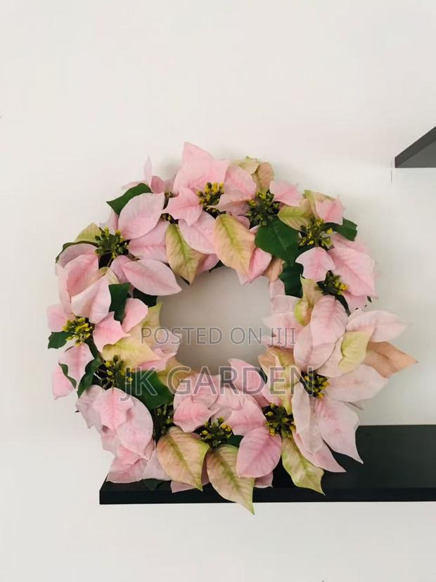 Christmas Flower · Photo 6