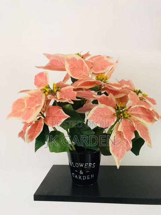 Christmas Flower · Photo 7