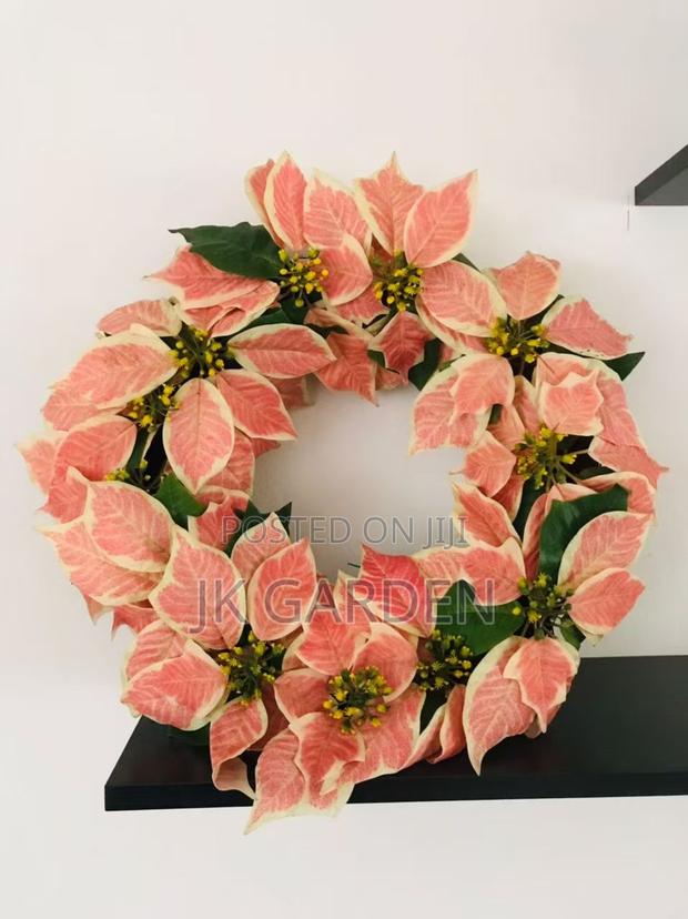 Christmas Flower · Photo 8