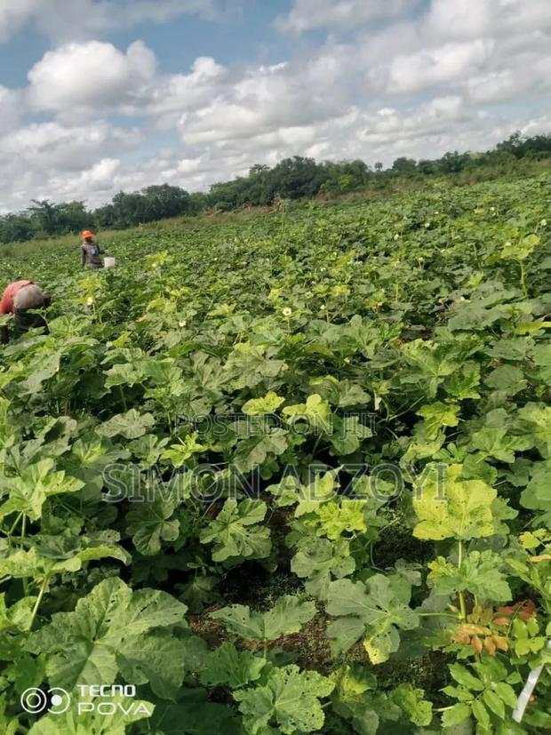 Volta River Front Farm Land for Long-Term Leases · Photo 4