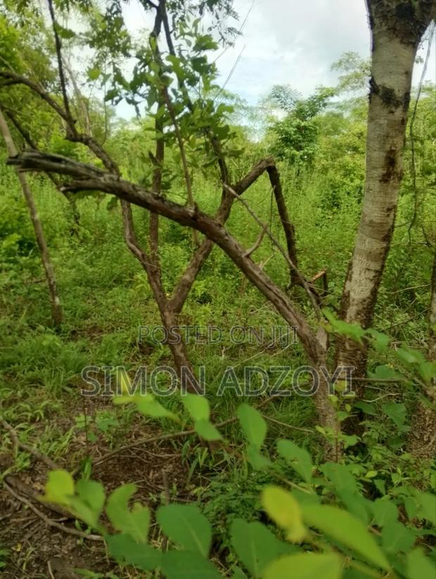 Volta River Front Farm Land for Long-Term Leases · Photo 6