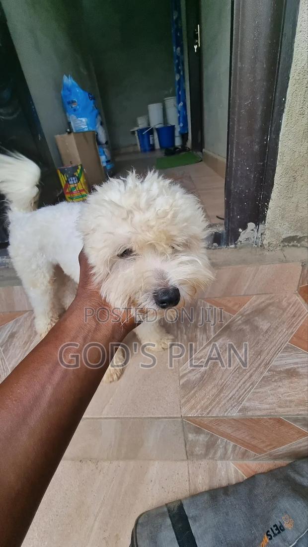 1+ year Male Purebred Maltese · Photo 2