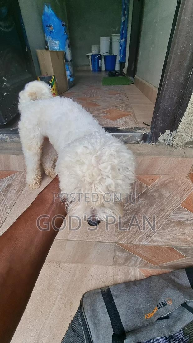 1+ year Male Purebred Maltese · Photo 3