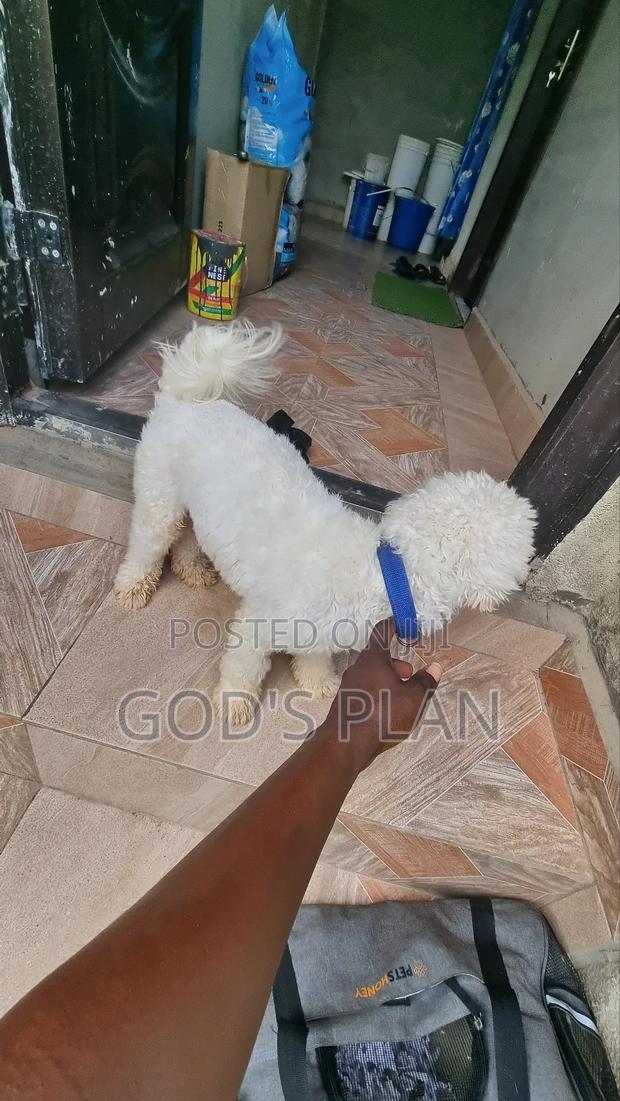 1+ year Male Purebred Maltese · Photo 4