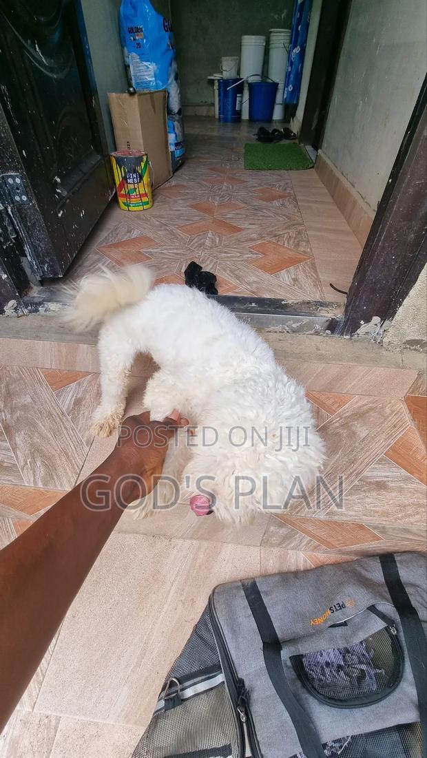 1+ year Male Purebred Maltese · Photo 5