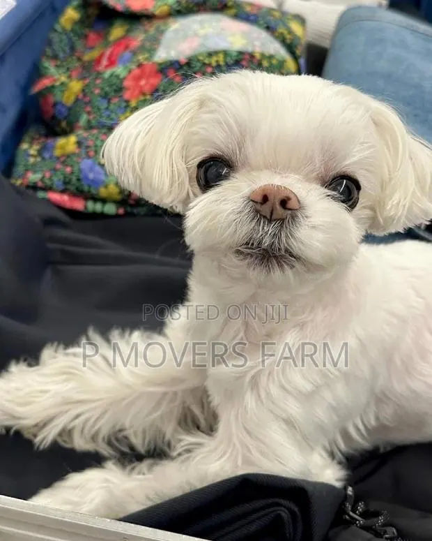 1-3 months Male Purebred Maltese · Photo 1