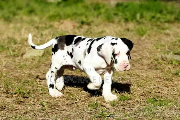 1-3 months Male Purebred Great Dane · Photo 1