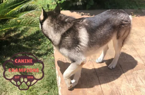 1+ year Male Purebred Siberian Husky · Photo 1