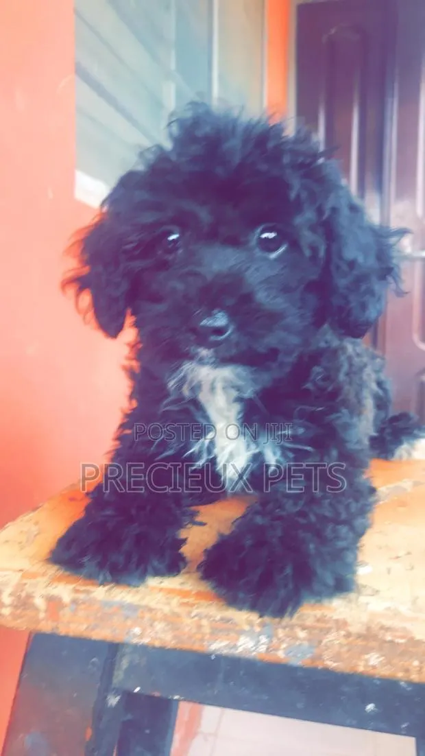 1-3 Months Female Purebred Poodle · Photo 1