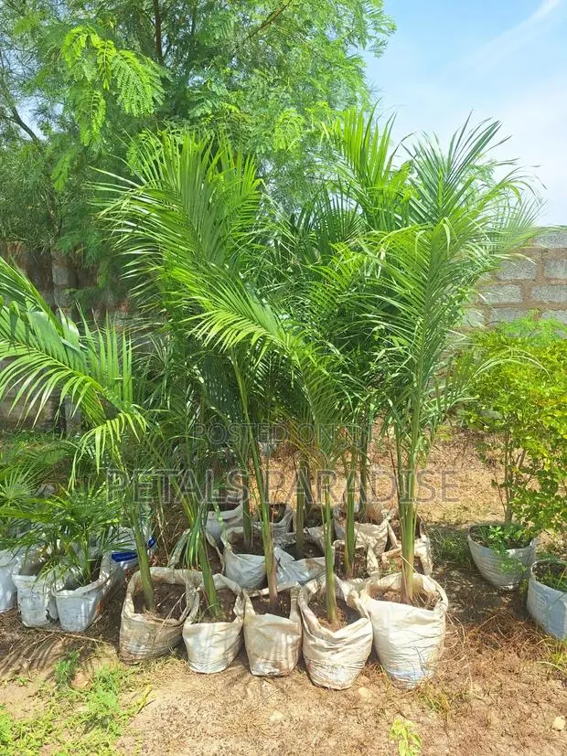 Royal Palm for Sale