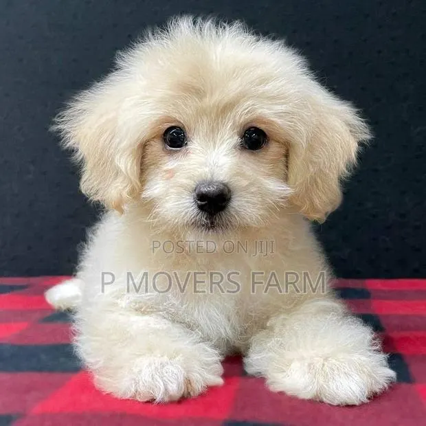 1-3 months Female Purebred Maltese · Photo 1