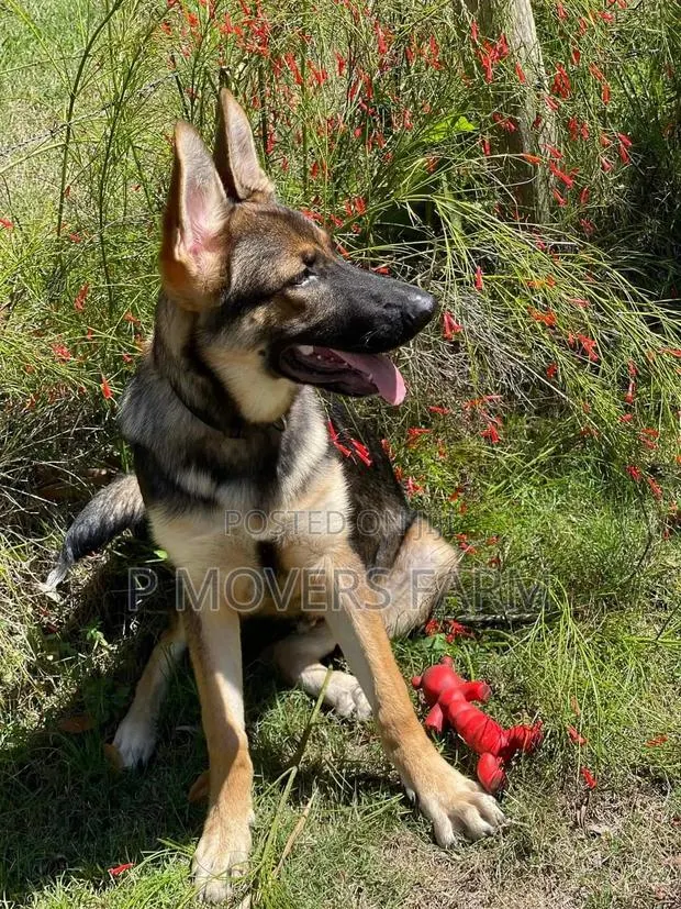 1-3 months Female Purebred German Shepherd · Photo 1