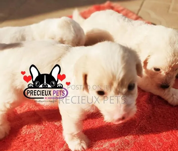 1-3 months Male Mixed Breed Maltipoo · Photo 1
