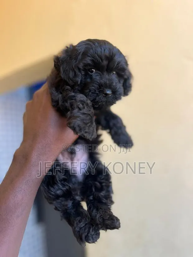1-3 months Male Purebred Poodle · Photo 1