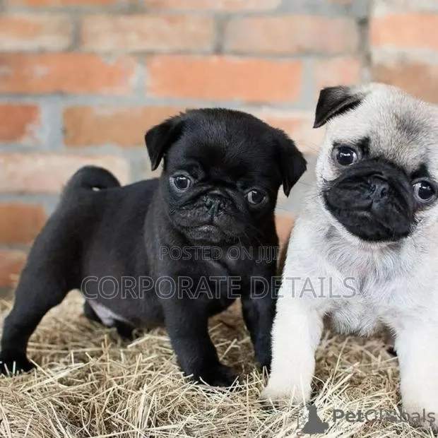1-3 months Female Purebred Pug · Photo 1