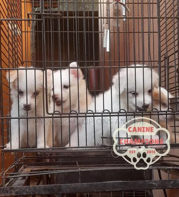 1-3 months Female Purebred American Eskimo · Photo 1