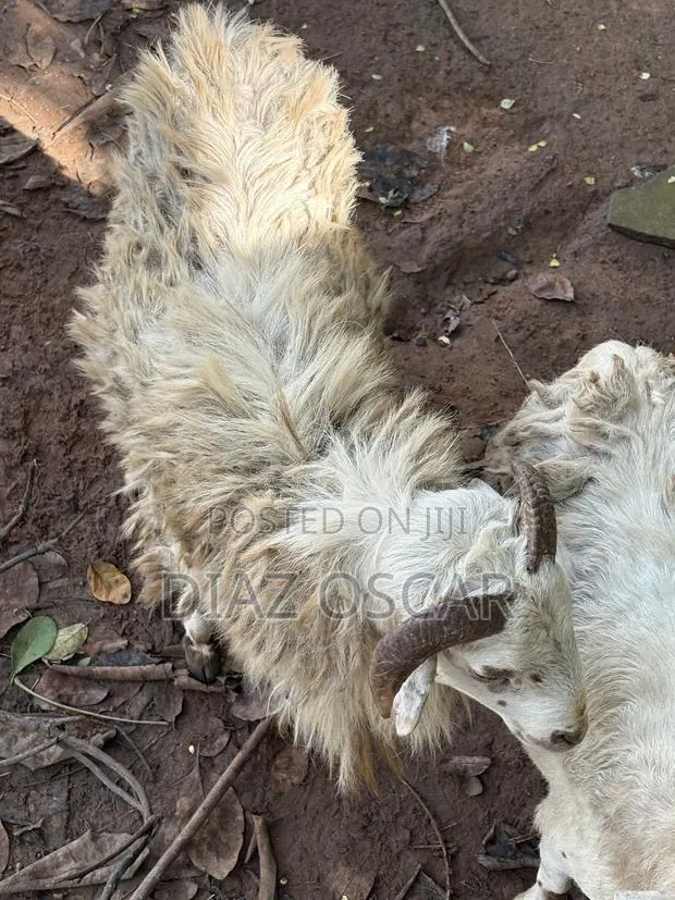 Sheep Fully Grown · Photo 1