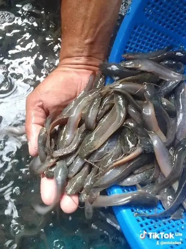 Catfish Juvenile, Post Juveniles, Jumbo,Post (Clarias Breed) · Photo 1