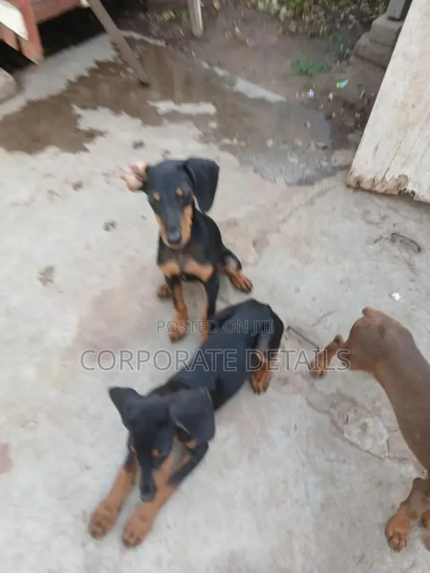 1-3 months Female Purebred Doberman Pinscher · Photo 1