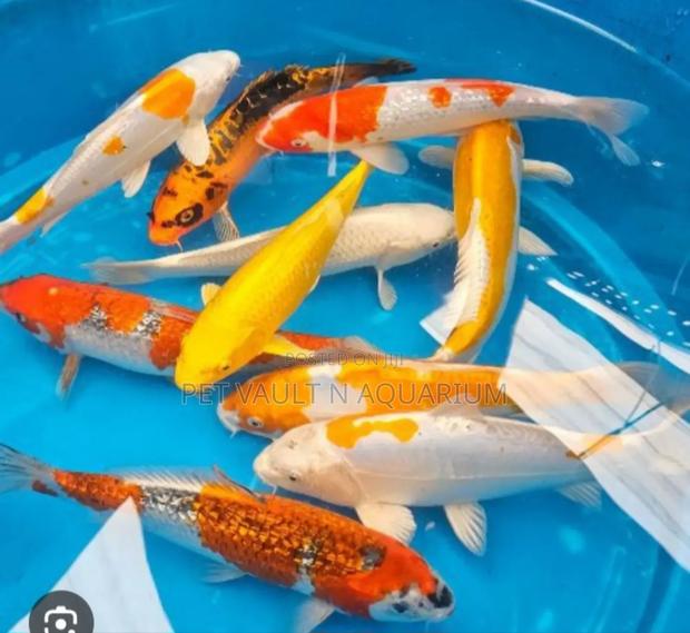 Koi Carps for Aquarium · Photo 1
