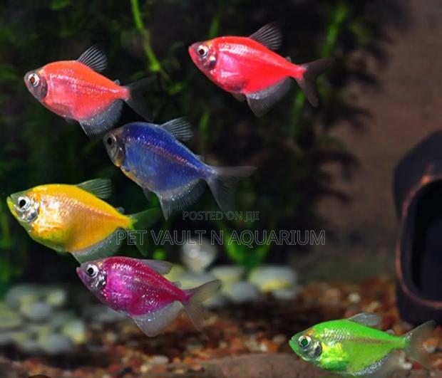 Tetra Fishes for Aquarium · Photo 1