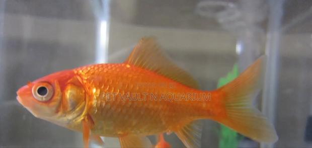 Gold Fish for Aquarium · Photo 1