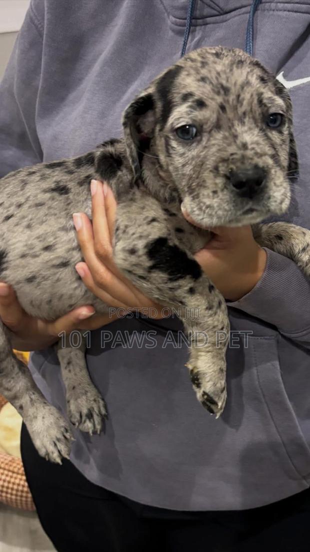 1-3 months Male Purebred Great Dane · Photo 1