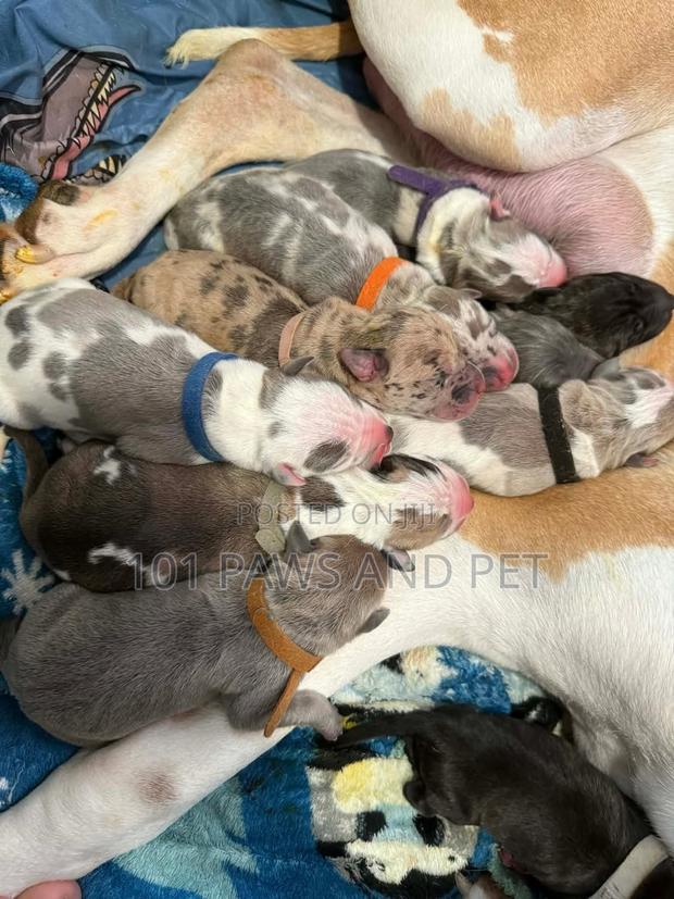 1-3 months Male Purebred Great Dane · Photo 3