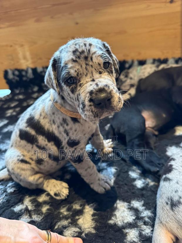 1-3 months Male Purebred Great Dane · Photo 2