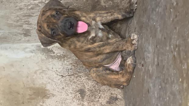 1-3 months Male Purebred Boerboel · Photo 1