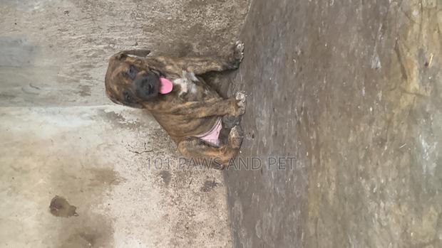 1-3 months Male Purebred Boerboel · Photo 2