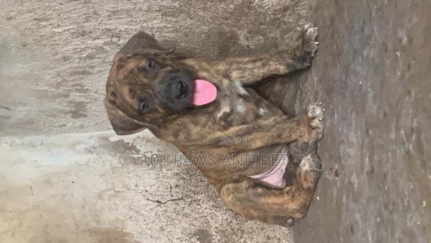 1-3 months Male Purebred Boerboel · Photo 4