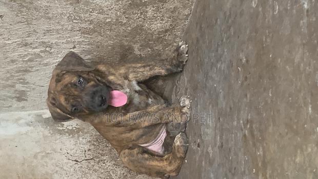 1-3 months Male Purebred Boerboel · Photo 3