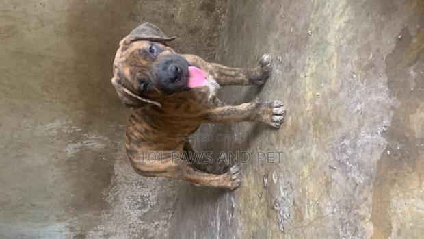 1-3 months Male Purebred Boerboel · Photo 5