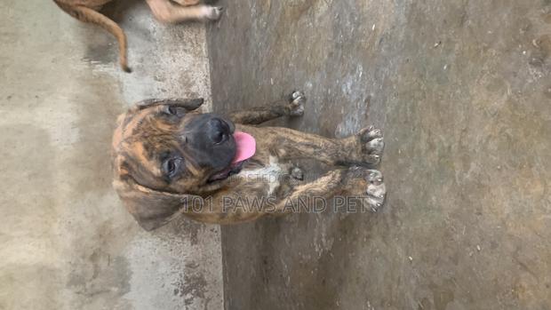 1-3 months Male Purebred Boerboel · Photo 6