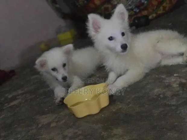 1-3 months Male Purebred American Eskimo · Photo 1