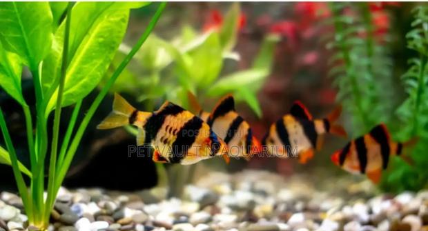 Tiger Barbs for Aquarium · Photo 1